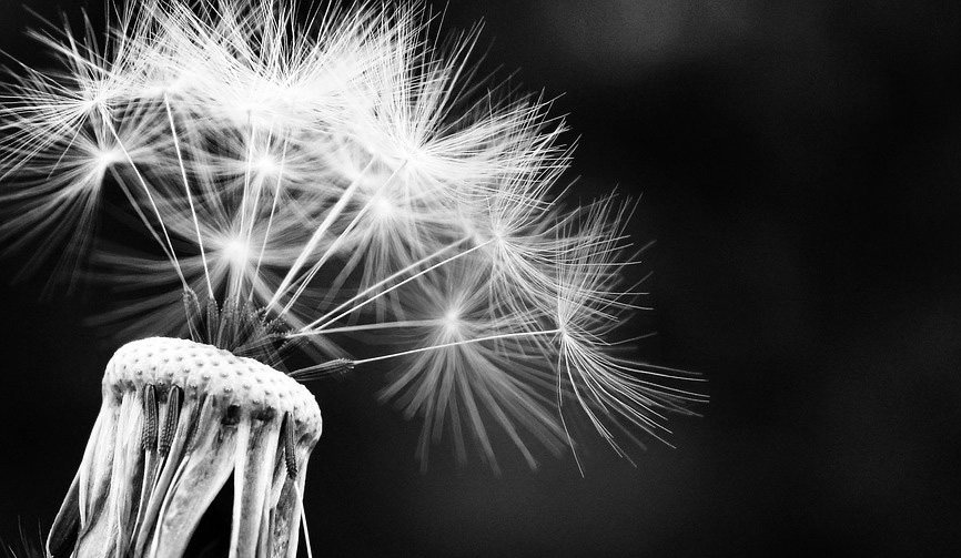 dandelion-1452219_960_720